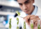 MS vai ampliar uso de plantas medicinais e fitoterápicos no SUS