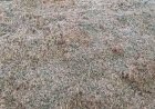 Com alerta em 27 cidades, MS registra geada e sensação de -3°C