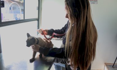 Subea reabre agenda para castração gratuita em Campo Grande