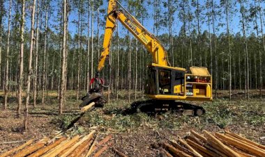 Em busca de emprego? Indústrias de celulose ofertam vagas em quatro cidades de MS