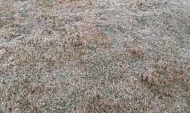 Com alerta em 27 cidades, MS registra geada e sensação de -3°C