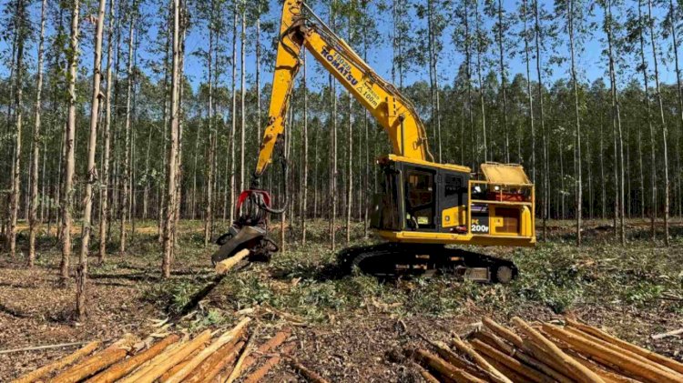 Em busca de emprego? Indústrias de celulose ofertam vagas em quatro cidades de MS