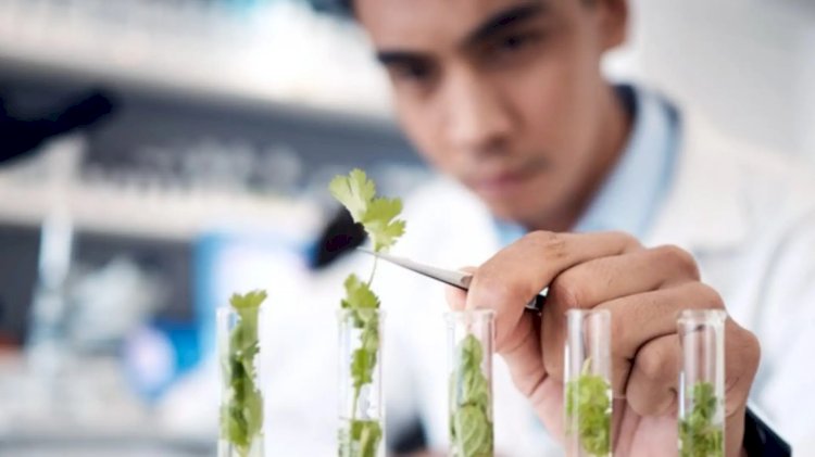 MS vai ampliar uso de plantas medicinais e fitoterápicos no SUS